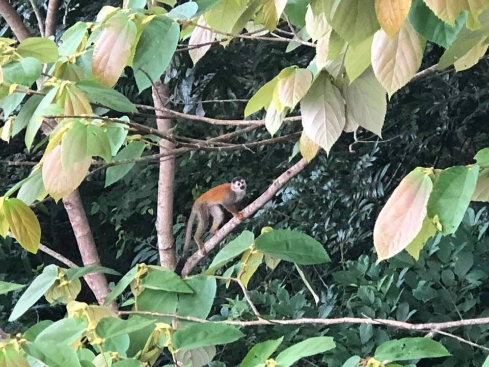 Puesta Del Sol Otel Quepos Dış mekan fotoğraf